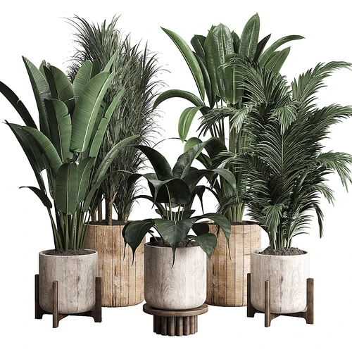 现代植物盆栽组合
