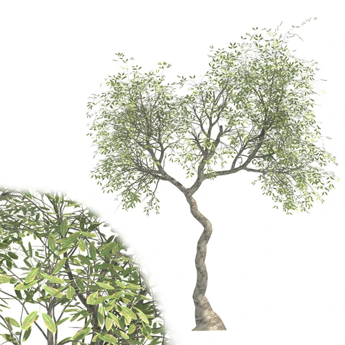 现代树