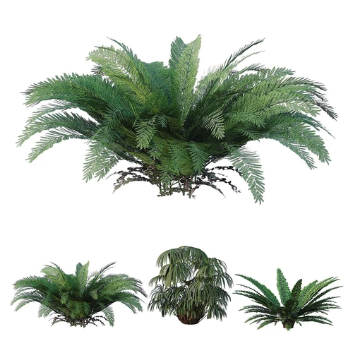 现代植物