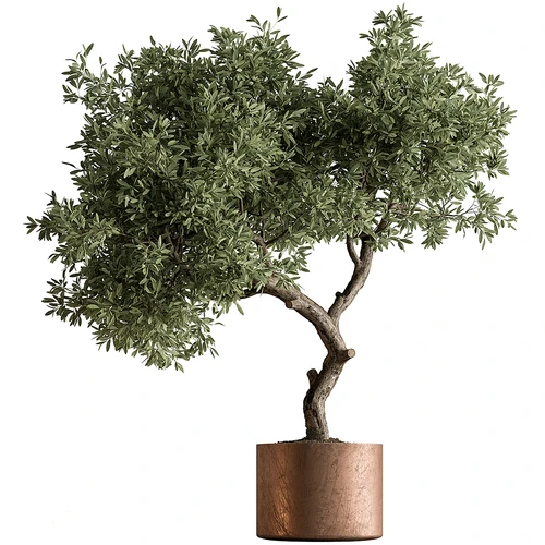 现代植物盆栽