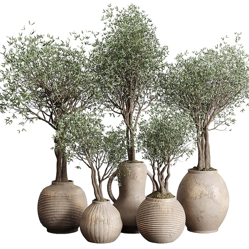 现代植物盆栽组合