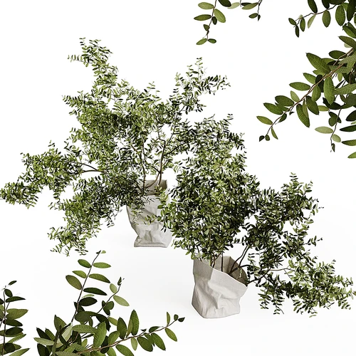 现代绿植盆栽