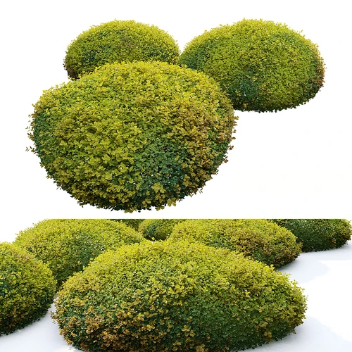 现代植物灌木