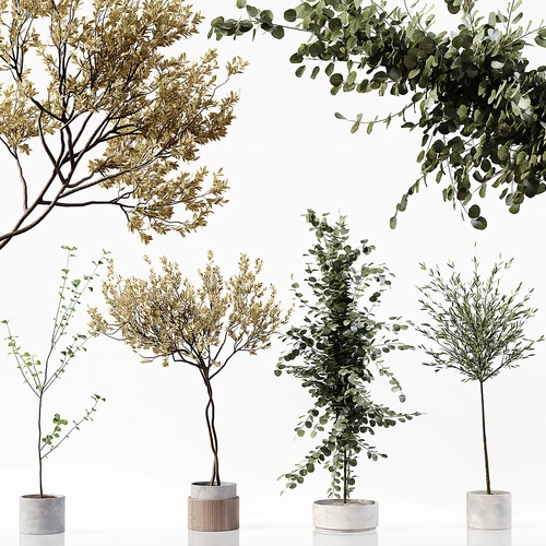 现代植物盆栽