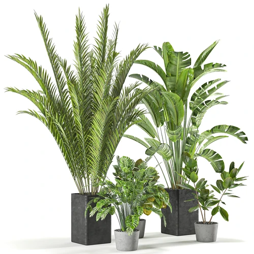 现代植物盆栽