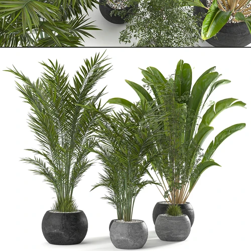 现代植物盆栽