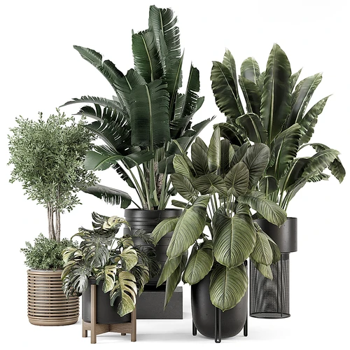 现代植物盆栽组合