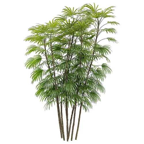 Rhapis现代绿植