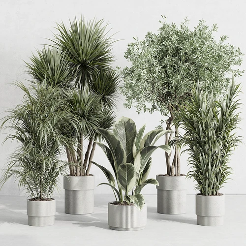 现代植物盆栽