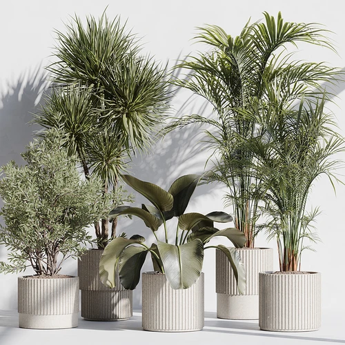 现代植物盆栽