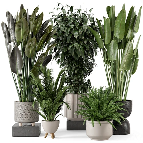 现代植物盆栽