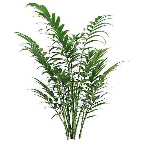 Chamaedorea elegans现代摇钱树