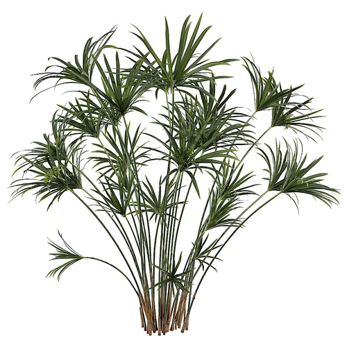 现代植物风车草