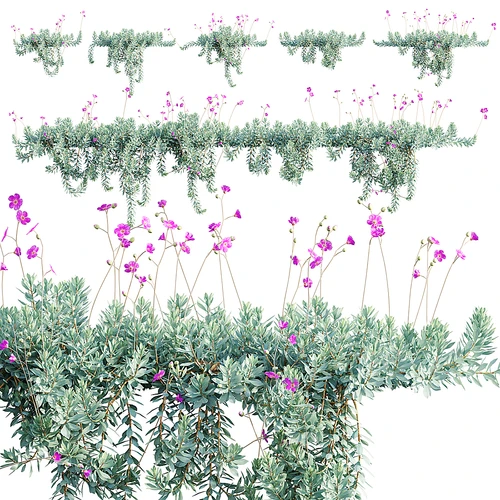 现代户外藤蔓植物