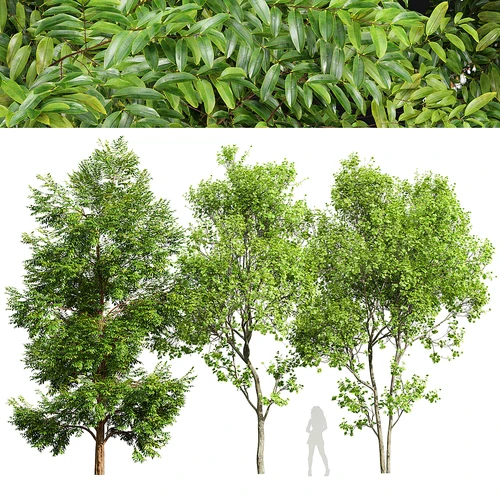 现代景观树