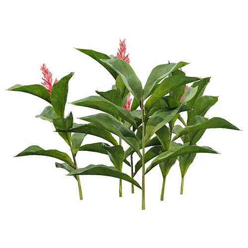 Alpinia 庭院花坛绿植