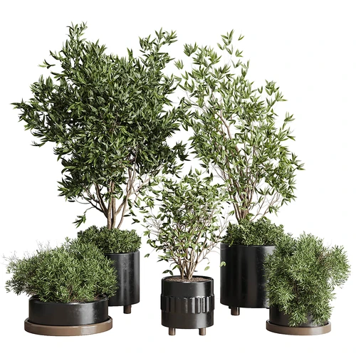 现代植物盆栽