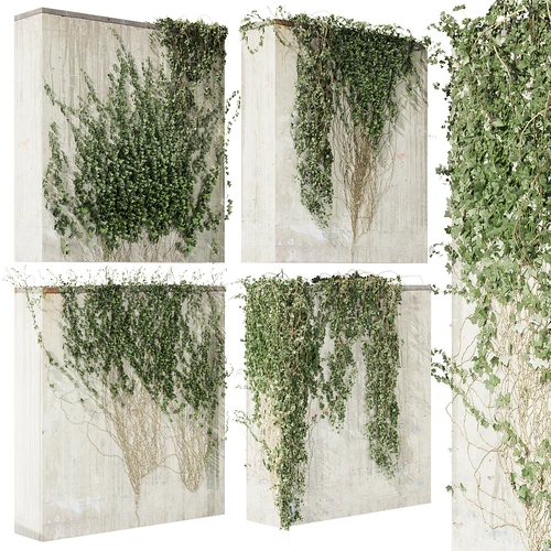 现代藤蔓植物墙