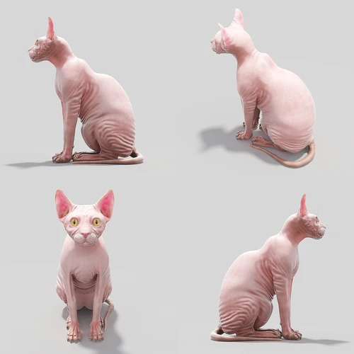 Sphynx 斯芬克斯猫