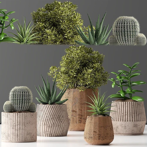 室内盆栽植物