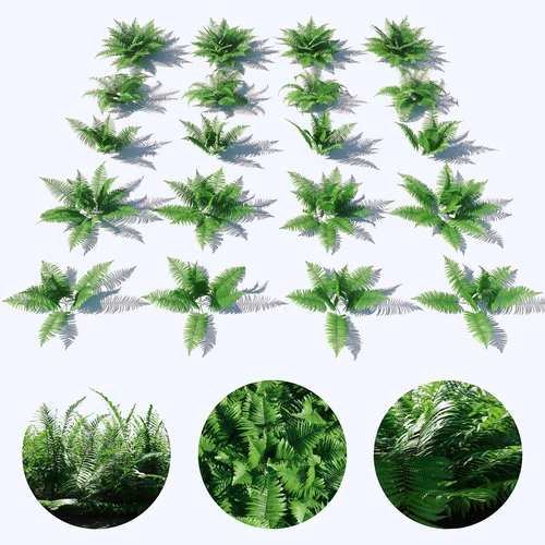 现代荚果蕨灌木植物