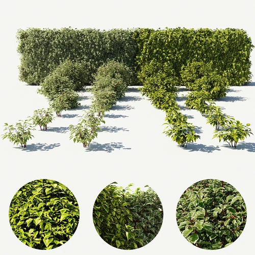 现代山茱萸灌木植物