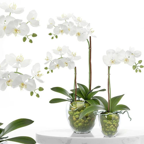 特里兹植物套装 28