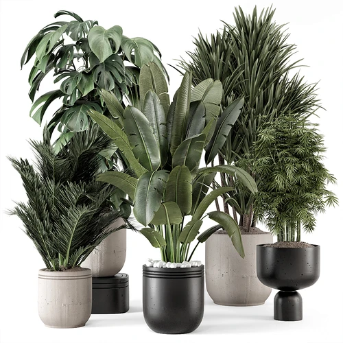 现代植物盆栽