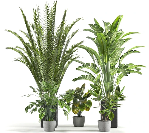 现代室内植物盆栽