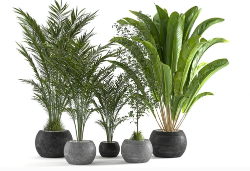 室内植物盆栽