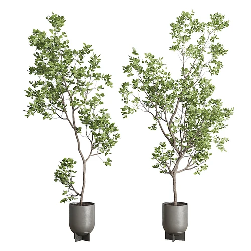 现代室内绿植盆栽