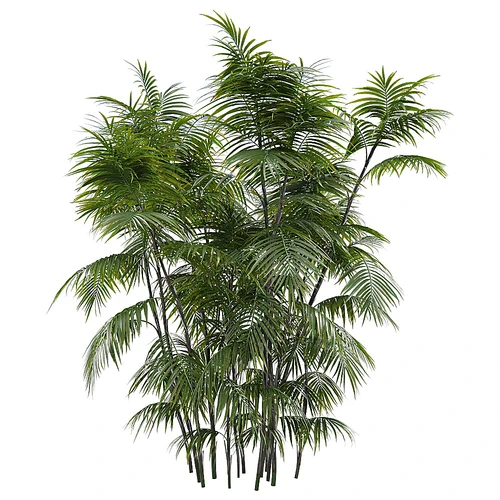 玲珑竹节椰