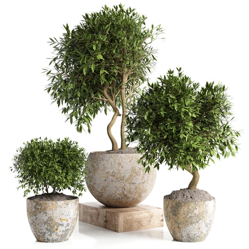 现代盆栽盆景植物