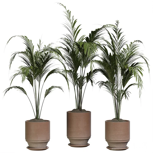 现代植物盆栽