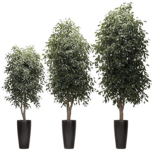 室内盆栽植物