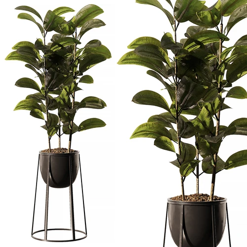 室内盆栽植物