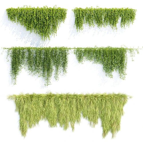 现代藤蔓植物