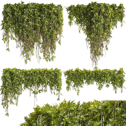 现代藤蔓植物