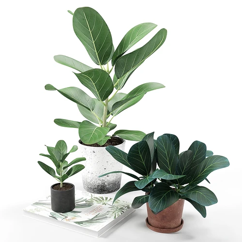 现代小盆栽植物