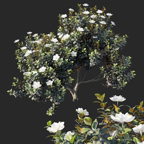现代景观树