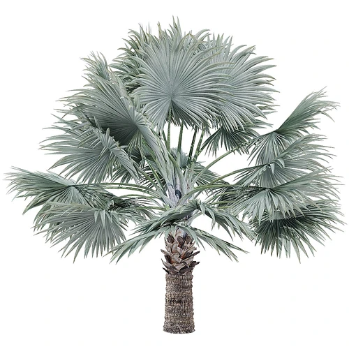 Bismarckia nobilis 霸王棕