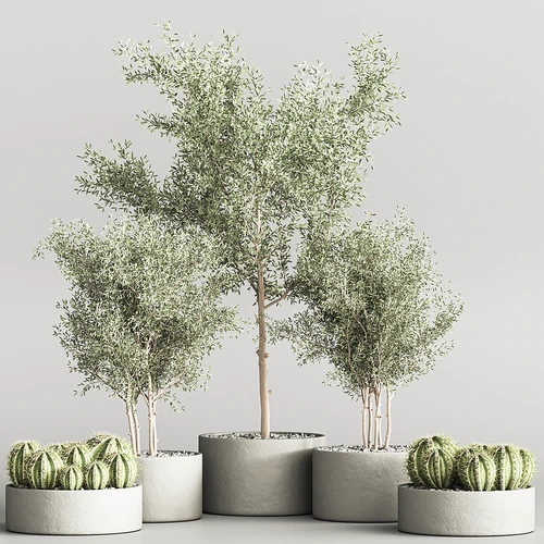 现代植物盆栽