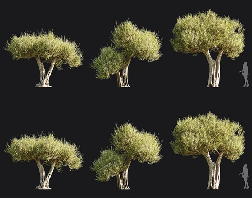 现代橄榄树