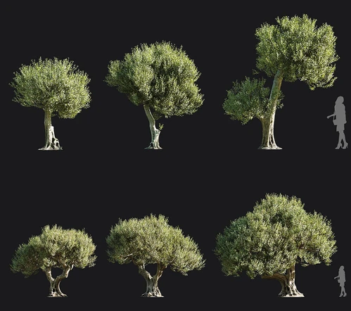 现代橄榄树