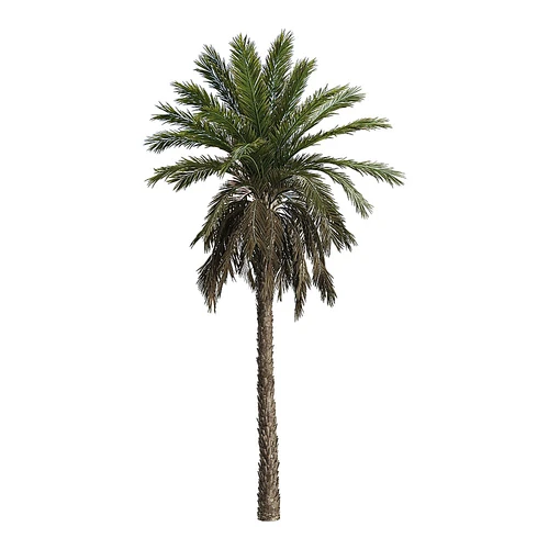 棕榈科海枣乔木