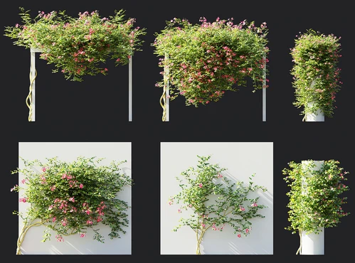 凌霄花藤蔓花架植物