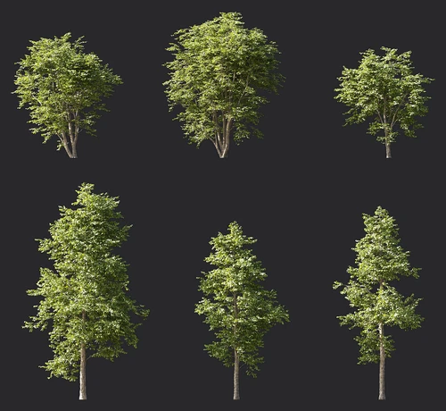 桤木树景观树