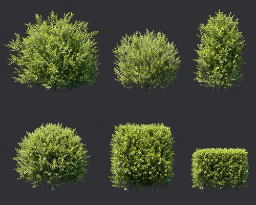 金叶女贞灌木植物