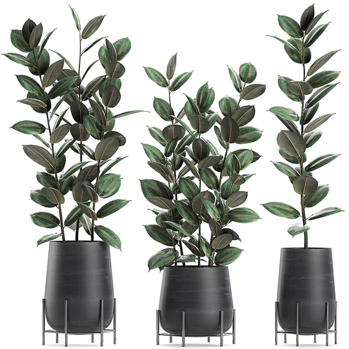 现代植物盆栽