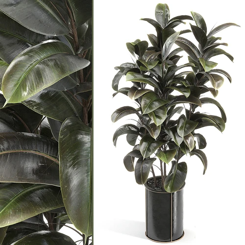 现代植物盆栽